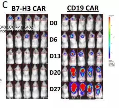 左边为接受B7-H3 CAR-T治疗小鼠；右边为CD-19 CAR-T治疗小鼠