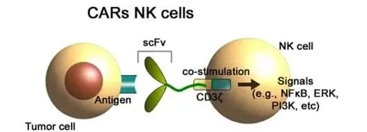 构建CAR-NK细胞免疫疗法的过程