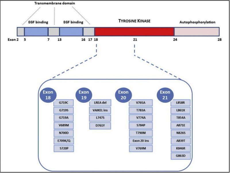 酪氨酸激酶结构域18-21外显子激活突变