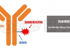 中国首个乳腺癌HER2靶向药赫赛莱,T-DM1(恩美曲妥珠单抗),抗体偶联药物(Antibody-drug Conjugate)获批