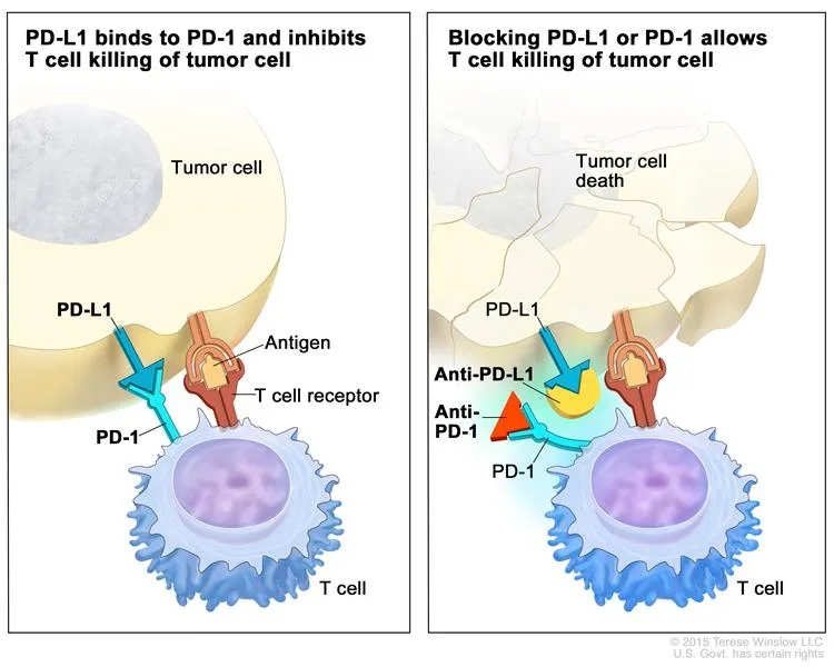 PD-1抑制剂与PDL-1结合
