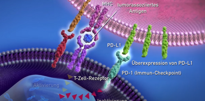 PD-1/PD-L1免疫疗法