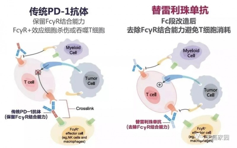 传统PD1抗体和替雷利珠单抗