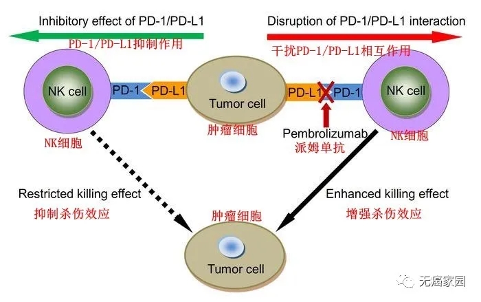 NK细胞提高PD-1和PD-L1治疗效果