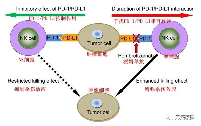 NK细胞联合PD-1治疗原理