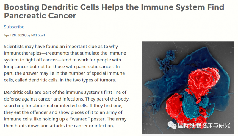 胰腺肿瘤的微环境会阻止免疫系统对癌细胞的攻击