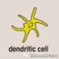 树突状(DC)细胞