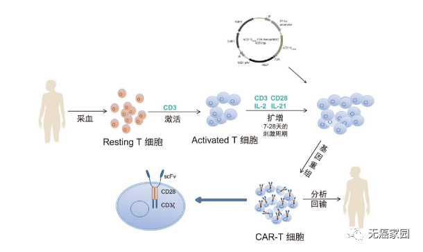 CAR-T治疗流程