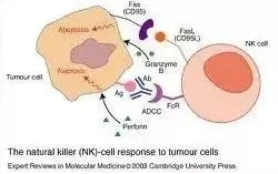 NK细胞诱导癌细胞凋亡