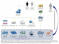 实体瘤NK细胞免疫疗法,NK细胞治疗,NK细胞疗法潜力无穷