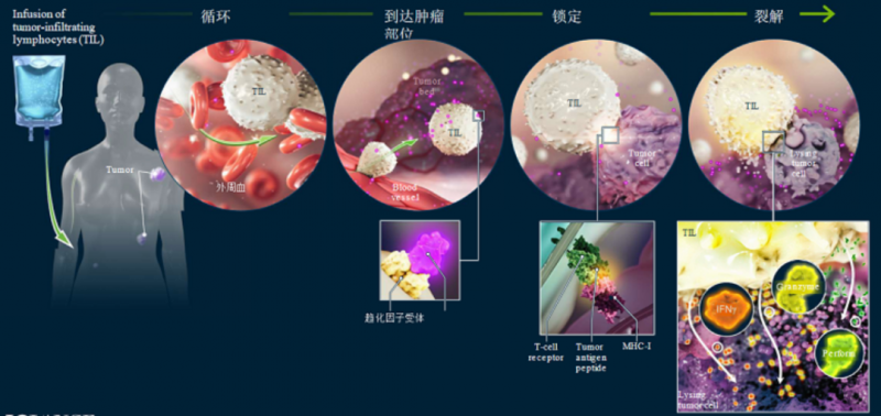 tils疗法细胞回输后杀伤癌细胞的过程