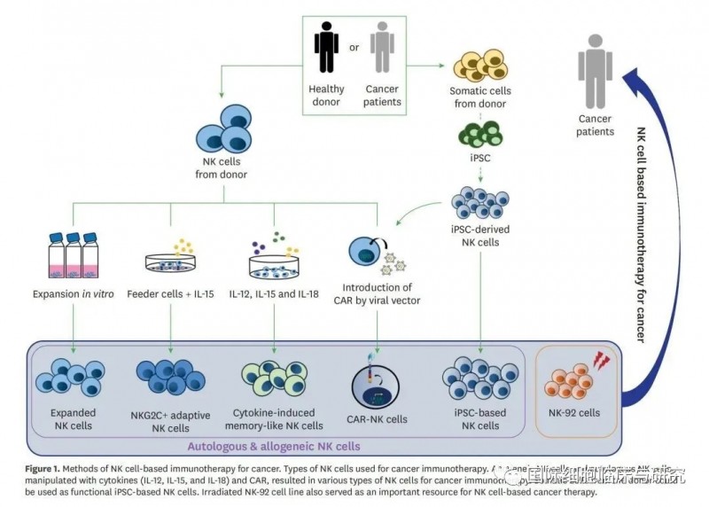 自体及异体NK细胞回输流程