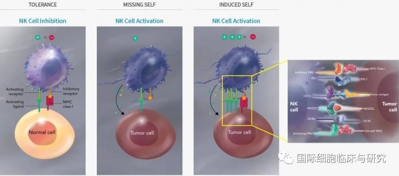 NK细胞识别异常细胞并分泌杀死癌细胞的物质