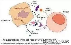 NK细胞诱导癌细胞凋亡