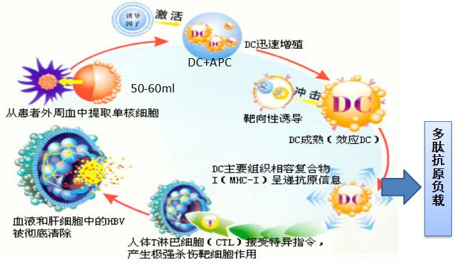 过继性MTCA-CTL免疫治疗