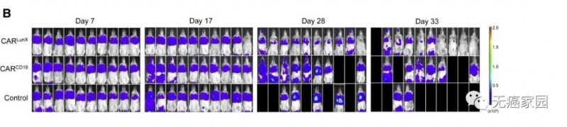CAR LunX T细胞疗法小鼠试验