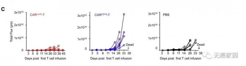 CAR LunX T细胞疗法小鼠治疗数据