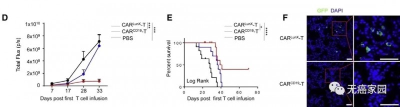 CAR LunX T细胞治疗小鼠存活率