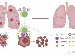 肺癌CAR-T治疗,CAR-T细胞治疗,CAR-T细胞疗法,CAR-T细胞免疫治疗对癌细胞杀伤力倍增