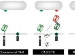 脑瘤CAR-T细胞治疗,CART治疗,CART细胞免疫疗法新突破