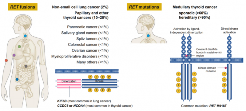 各癌种RET基因融合突变概率