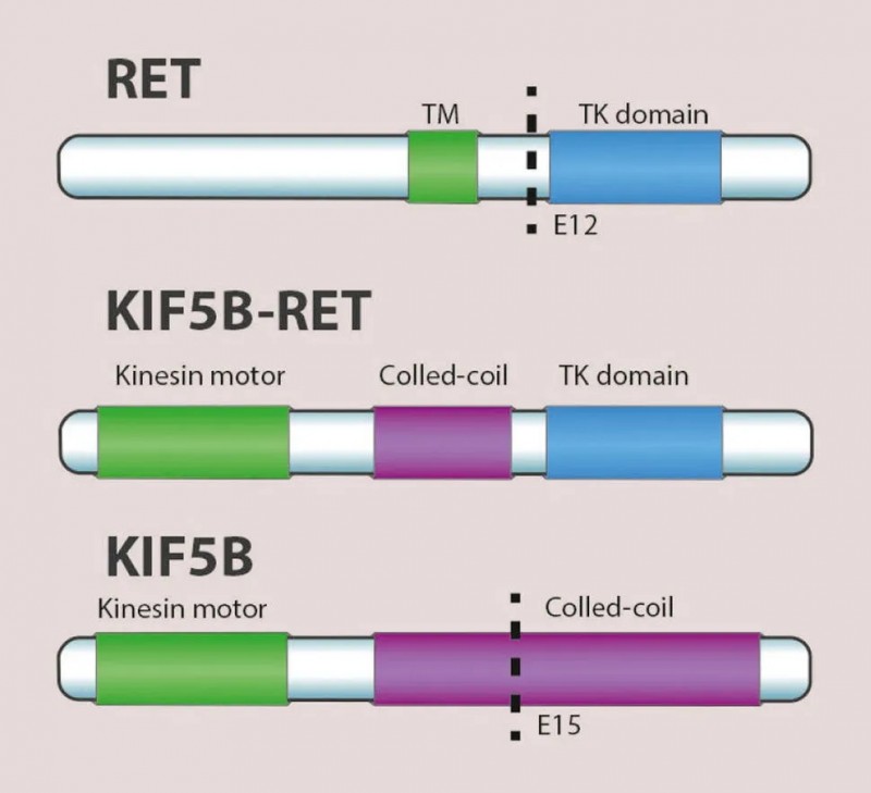 RET基因和KIF5B基因融合在一起