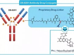 抗体偶联(ADC)药物,HER2靶向药,DS8201(DS-8201、Enhertu中文名曲妥珠单抗重组冻干粉注射剂)势不可挡