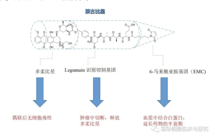 新药莱古比星