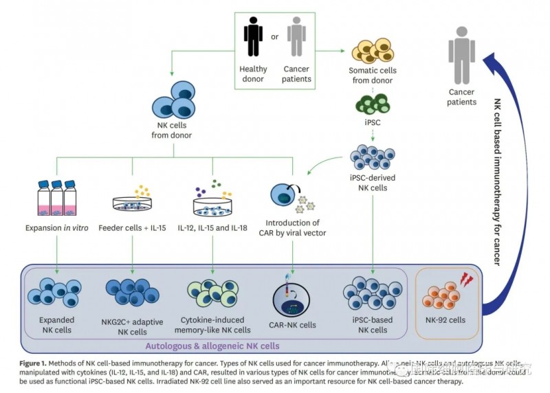 NK细胞治疗过程