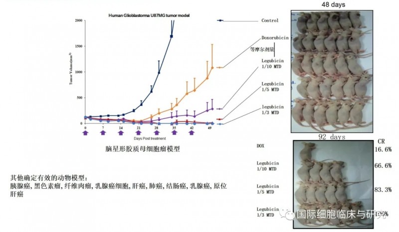 莱古比星治疗胶质母细胞瘤小鼠模型