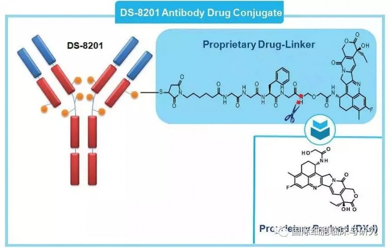 DS-8201分子设计结构