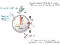 2020年ASCO大会:CAR-T细胞疗法ALLO-501和ALLO-647总缓解率78%