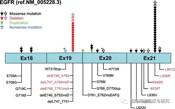 EGFR 20号外显子插入突变