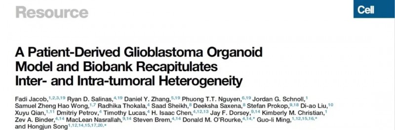 cell杂志上发表的类器官文章