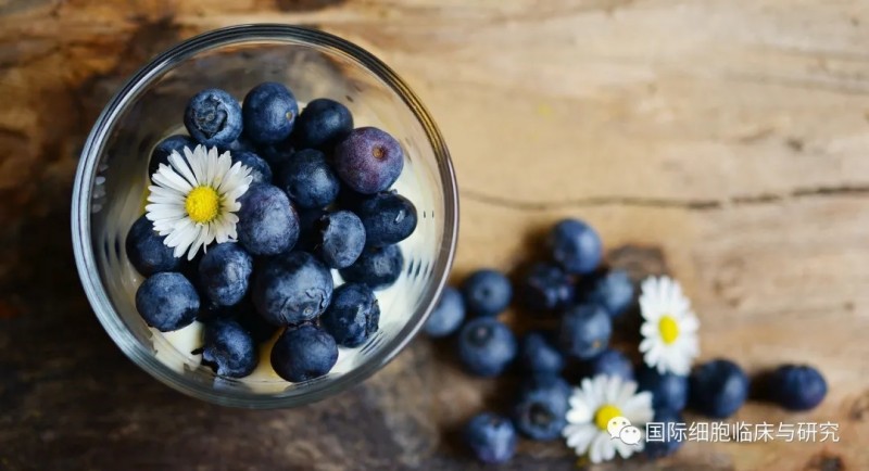 肿瘤营养之蓝莓
