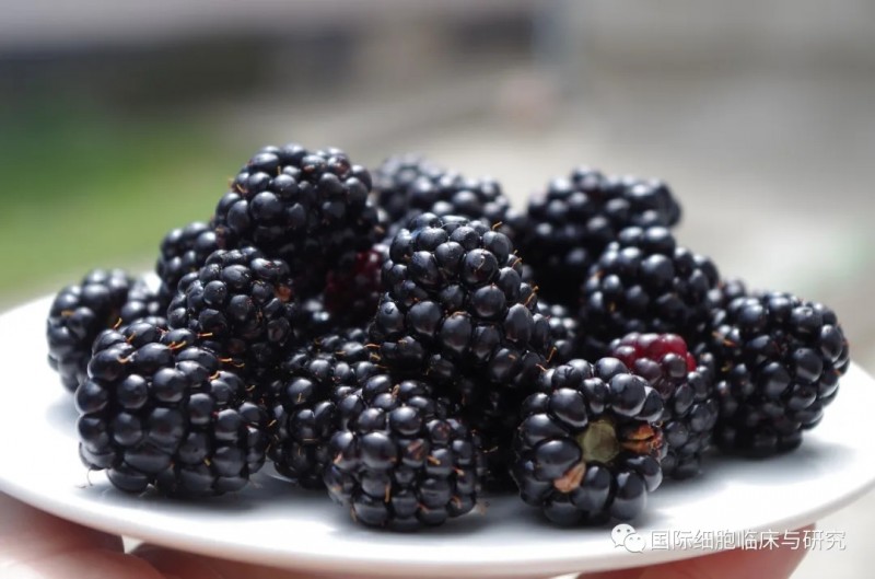 肿瘤营养之黑莓
