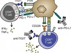 什么是TIGIT靶点,TIGIT单抗,TIGIT抗体,TIGIT抑制剂,TIGIT全称为T细胞免疫球蛋白和ITIM结构域蛋白