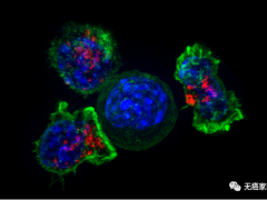客观缓解率达87%,FDA加速批准第三款CAR-T细胞免疫疗法Tecartus