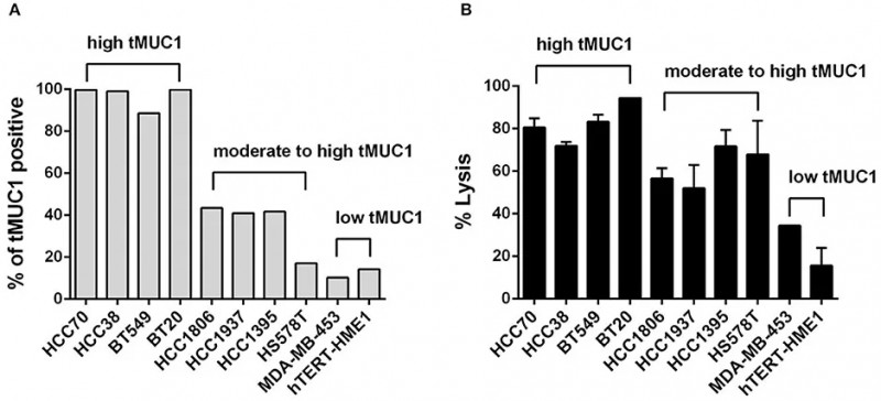 MUC28z CAR T细胞以抗原依赖性方式在体外裂解TNBC肿瘤细胞