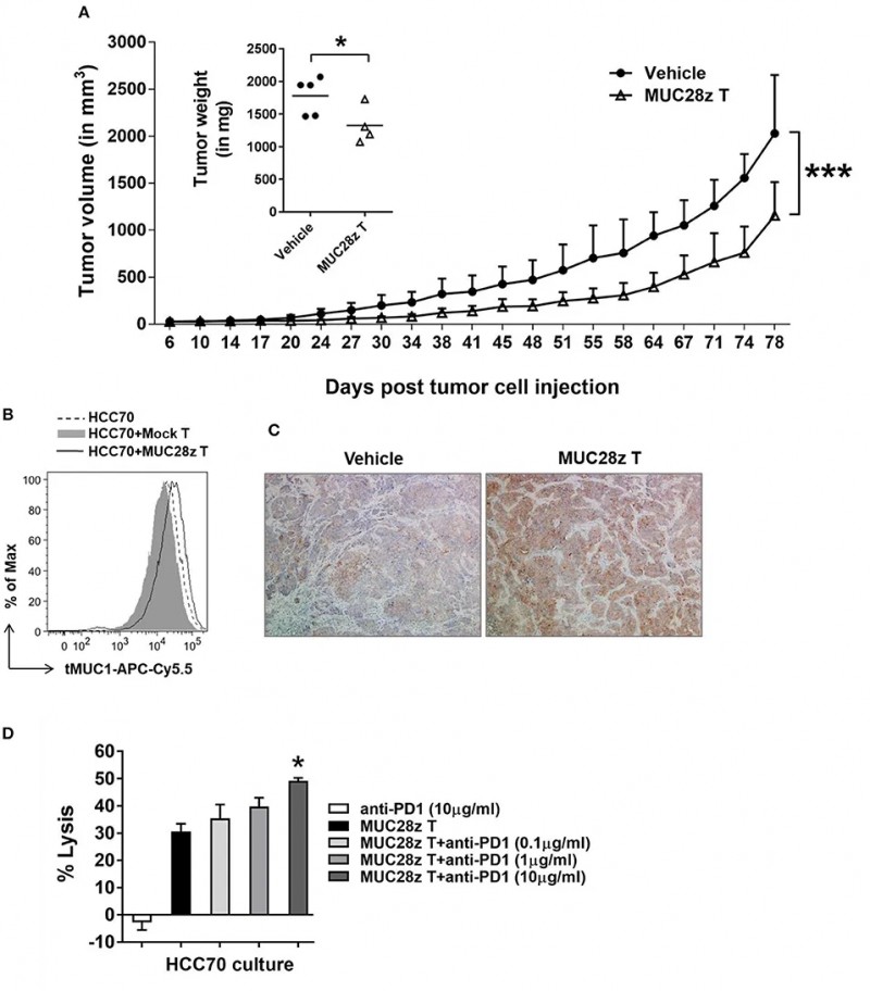 MUC28z CAR T细胞具有体内缩小HCC70肿瘤的长期疗效