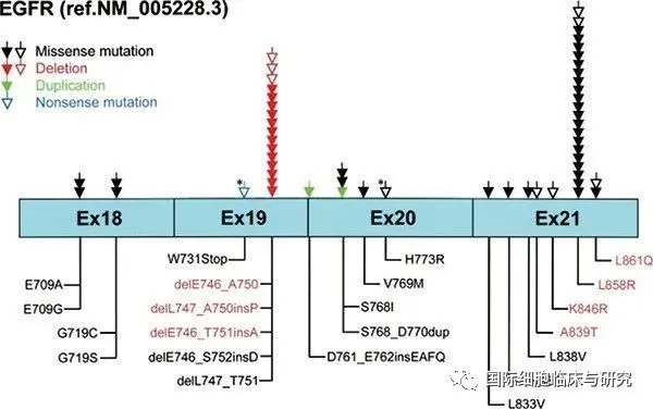 EGFR外显子20插入突变