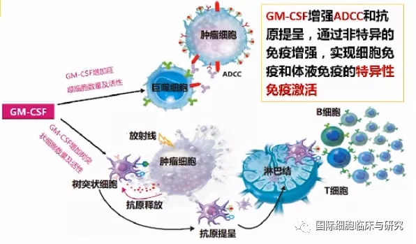 肿瘤免疫治疗