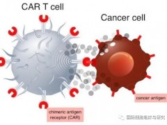 复发或难治性滤泡性淋巴瘤CAR-T细胞免疫治疗,诺华CAR-T细胞免疫疗法Kymriah即将获批第三个适应症