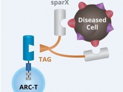 "中国造"新型NKG2D特异性CAR-T细胞免疫疗法为实体瘤治疗带来新惊喜