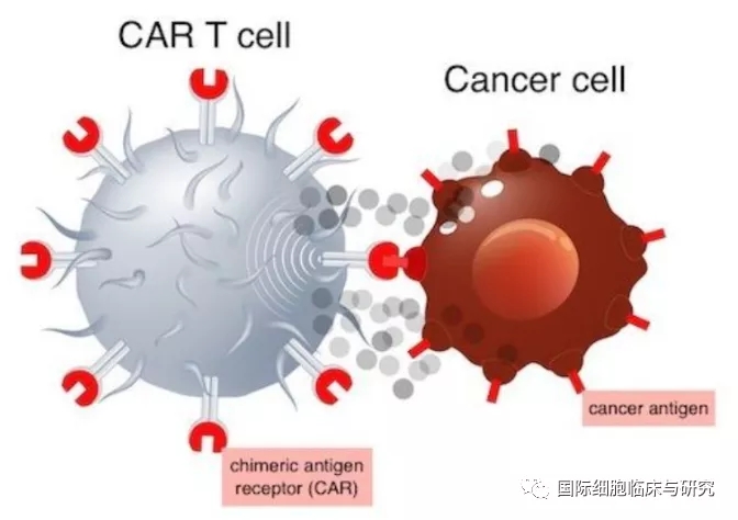 CAR-T细胞