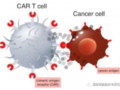 小细胞肺癌细胞免疫治疗,小细胞肺癌细胞免疫疗法