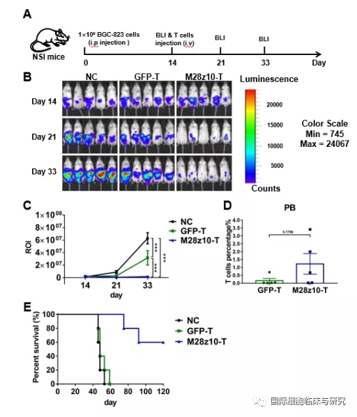 CAR-T——M28z10 T小鼠试验