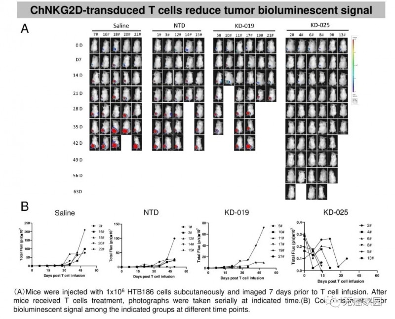 KD-025在小鼠模型中能够完全清除髓母细胞瘤,并且没有明显的毒副作用