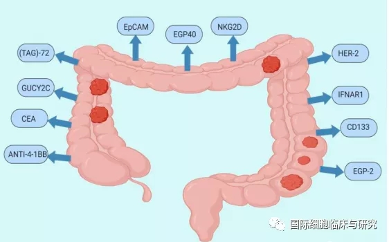 2020年结直肠癌免疫治疗,结直肠癌免疫疗法大盘点