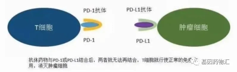 关闭T细胞刹车机制